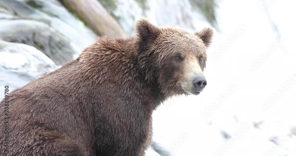 Grizzly Bear at Brooks Falls in Katmai, Alaska Grizzly Bear at Brooks Falls in Katmai, Alaska