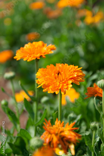 Beautiful orange flowers in a garden with green leaves and blurred background in the morning  Thailand. Vertical Shot.