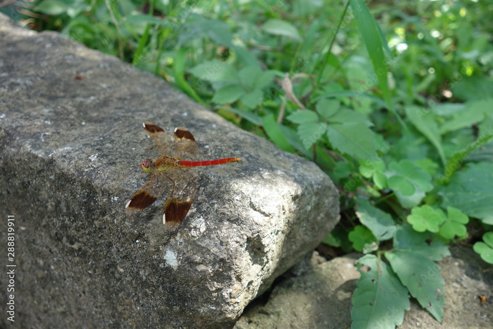 Fototapeta premium 石の上で休む赤とんぼ