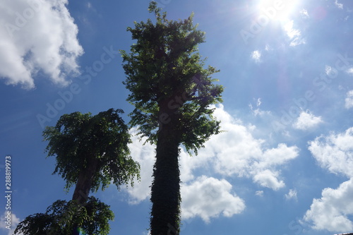 空に向かって伸びる背の高い木