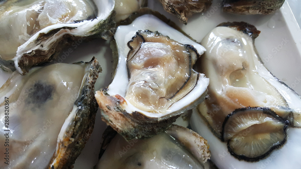 Group of Raw Fresh close up giant open oysters in a Shell serving on the white plate, Freshness seafood from fishery boat at fresh market, food backgrounds Group of Raw Fresh close up giant open oysters in a Shell serving on the white plate, Freshness seafood from fishery boat at fresh market, food backgrounds