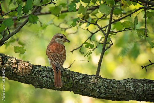 Bild auf Leinwand Red-backed Shrike sitting on tree branch