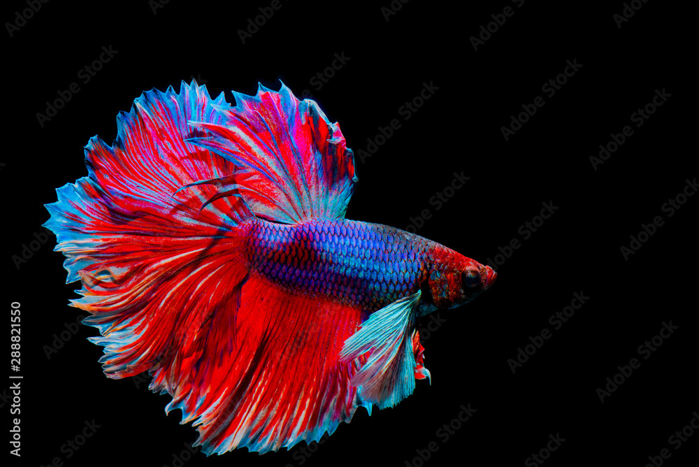 Fototapeta premium Multi color Siamese fighting fish,fighting fish on black background. 