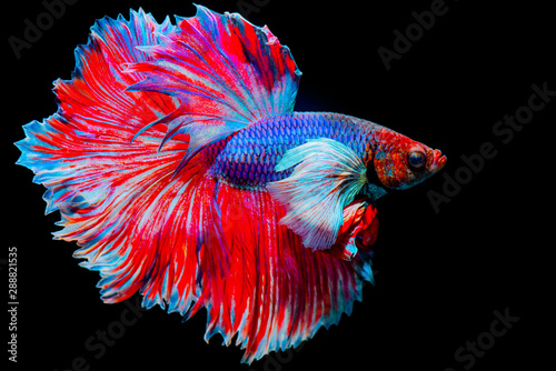 Multi color Siamese fighting fish,fighting fish on black background. 