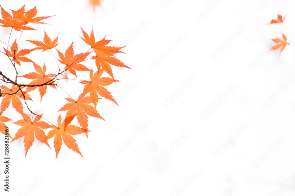 紅葉　背景
