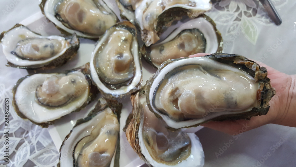 Group of Raw Fresh close up giant open oysters in a Shell serving on the white plate, Freshness seafood from fishery boat at fresh market, food backgrounds Group of Raw Fresh close up giant open oysters in a Shell serving on the white plate, Freshness seafood from fishery boat at fresh market, food backgrounds