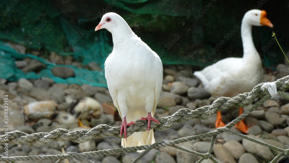 A white dove is standing on string in the farm. Dove is a member of the bird family, often simply referred to as the pigeon. A white dove is standing on string in the farm. Dove is a member of the bird family, often simply referred to as the pigeon.