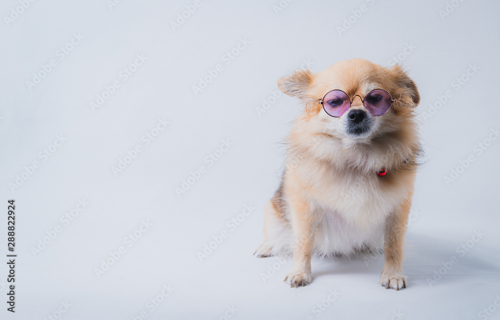 Small dog lying on the white background Pets indoors ,chihuahua puppy on a white background in studio Small dog lying on the white background Pets indoors ,chihuahua puppy on a white background in studio