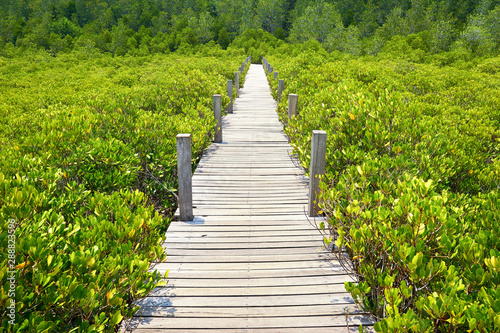 Old wood walkway nature trail on Mangrove forest