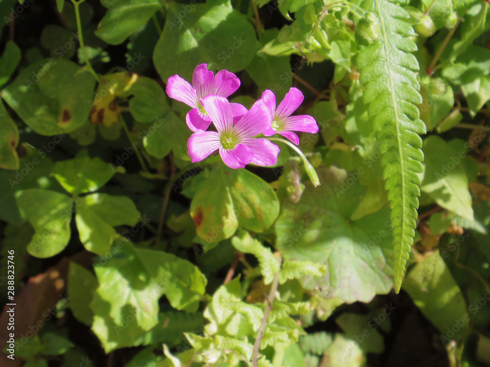 Close up of Violet wood sorrel Close up of Violet wood sorrel