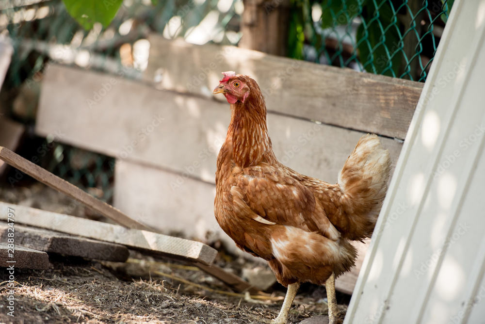 Fototapeta premium Chickens on traditional free range poultry farm.
