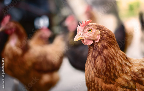 Chickens on traditional free range poultry farm. © Snowboy