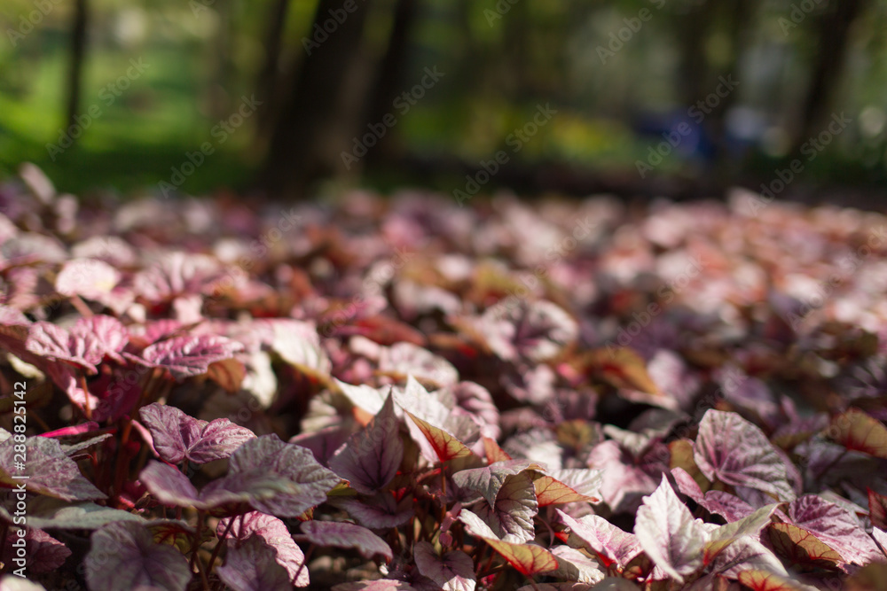 Colourful leaves close up in a garden with blurred background in Thailand. Horizontal shot. Colourful leaves close up in a garden with blurred background in Thailand. Horizontal shot.