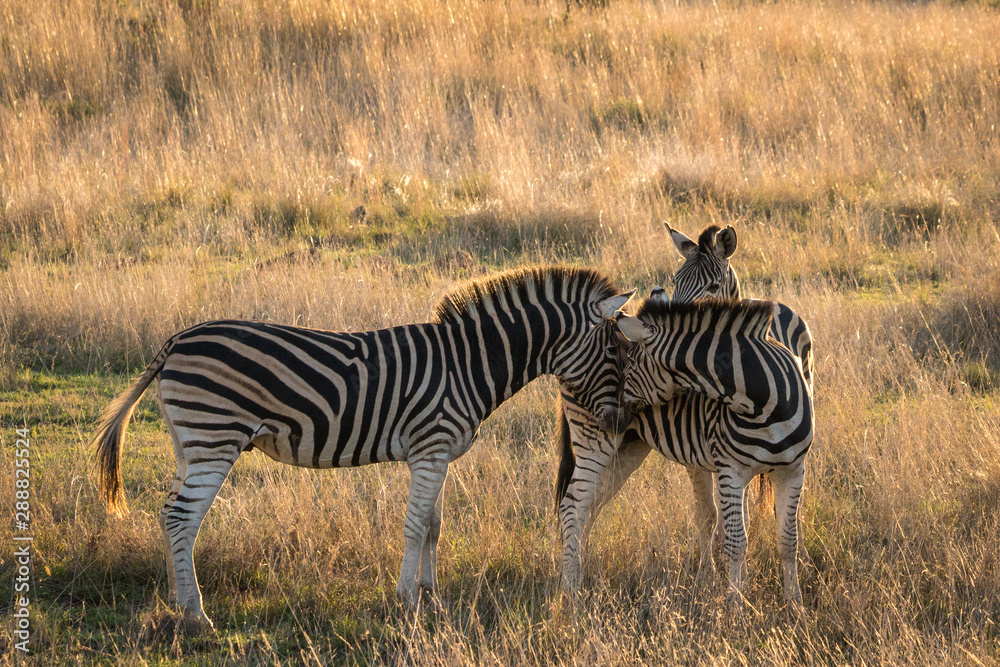 Obraz premium Zebra stallion checking out females