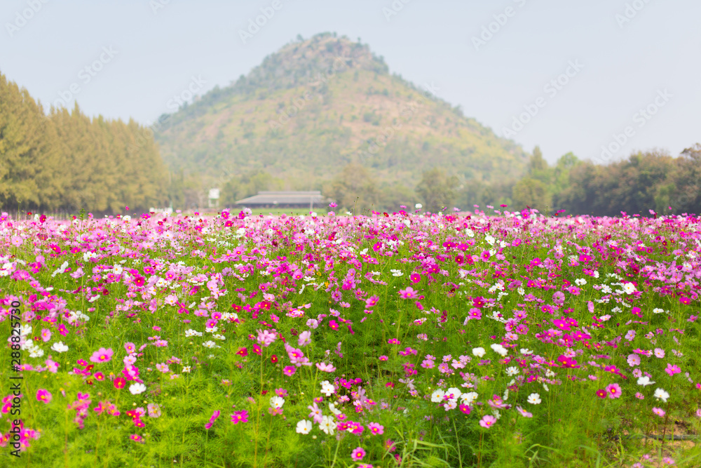 Beautiful view of cosmos flower field with mountains and sky background in Thailand. Horizontal shot. Beautiful view of cosmos flower field with mountains and sky background in Thailand. Horizontal shot.