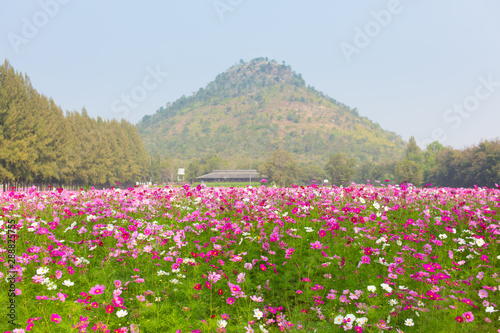 Beautiful view of cosmos flower field with mountains and sky background in Thailand. Horizontal shot.