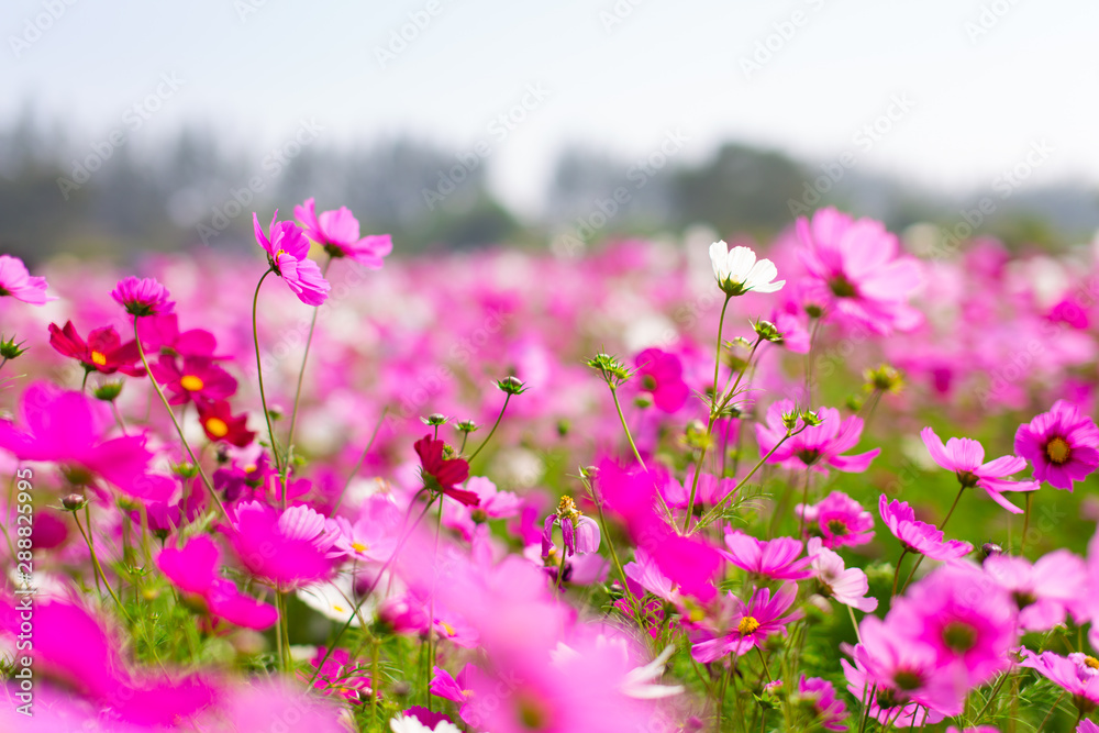 Beautiful pink cosmos flowers in a garden with blurred background under the sunlight, Thailand. Horizontal shot.