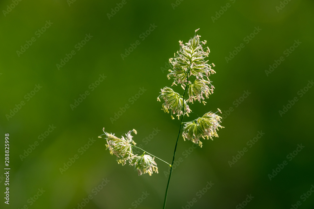 Closeup of the blossoms of a orchard grass - obrazy, fototapety, plakaty 