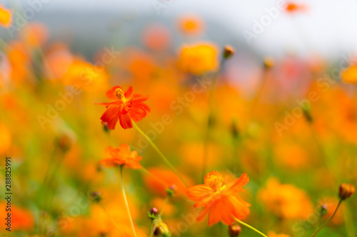 Fototapeta Naklejka Na Ścianę i Meble -  Orange cosmos sulphureus. Tickseed orange flowers in a garden, colorful orange floral is very beautiful with blurred background in Thailand. Horizontal shot.