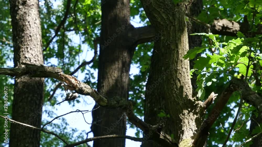 The black tit hollows a dry branch. The black tit hollows a dry branch.