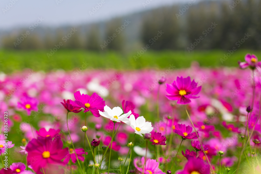 Beautiful pink cosmos flowers in a garden with blurred background under the sunlight, Thailand. Horizontal shot. Beautiful pink cosmos flowers in a garden with blurred background under the sunlight, Thailand. Horizontal shot.