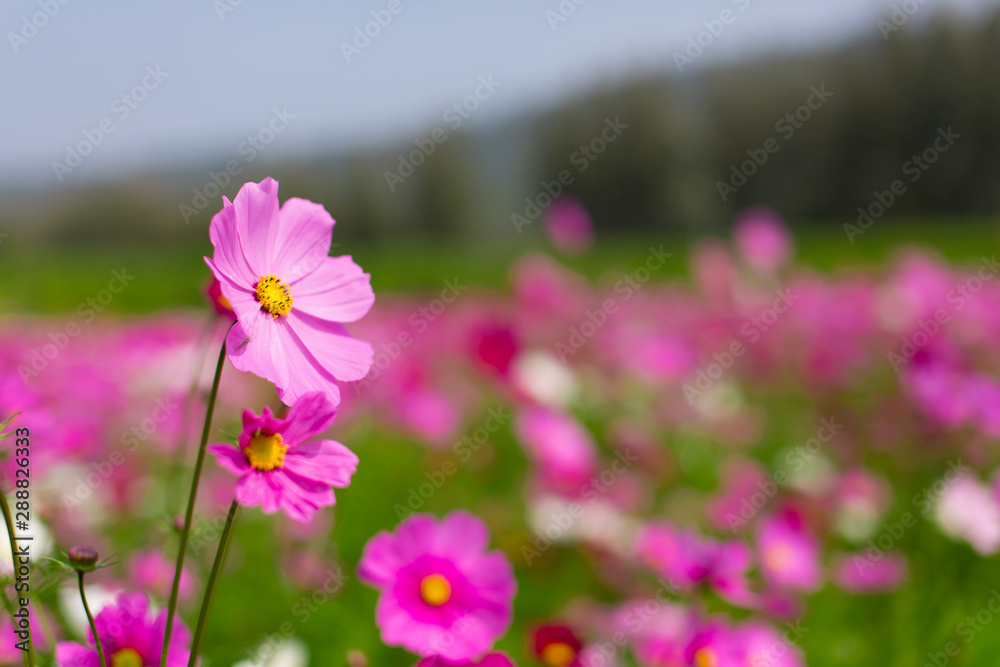 Beautiful pink cosmos flowers in a garden with blurred background under the sunlight, Thailand. Horizontal shot. Beautiful pink cosmos flowers in a garden with blurred background under the sunlight, Thailand. Horizontal shot.