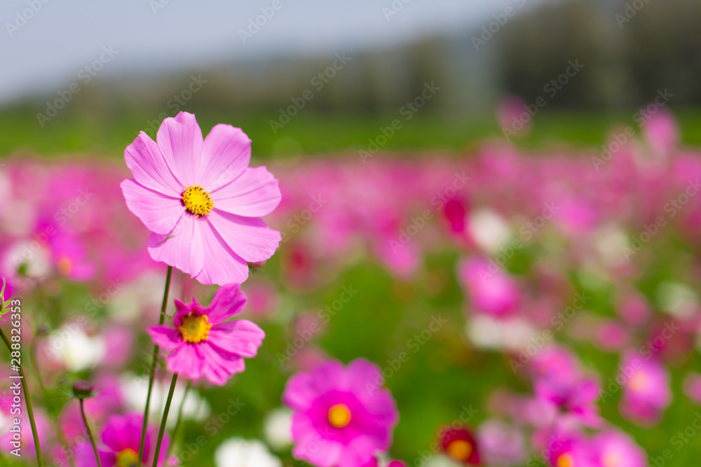 Beautiful pink cosmos flowers in a garden with blurred background under the sunlight, Thailand. Horizontal shot. Beautiful pink cosmos flowers in a garden with blurred background under the sunlight, Thailand. Horizontal shot.