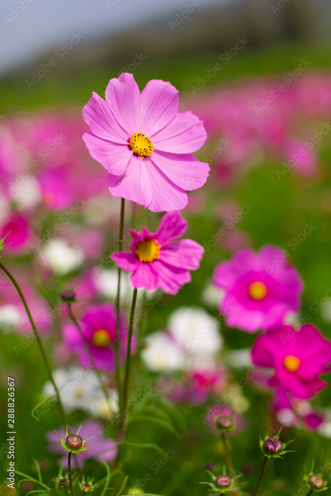 Beautiful pink flowers with blurred background in Thailand. Horizontal shot.