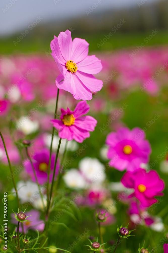 Beautiful pink flowers with blurred background in Thailand. Horizontal shot.