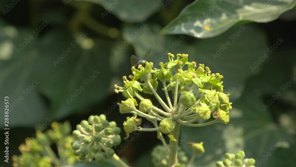 Close Up Of A Blow Fly Monitoring A Common Ivy Flower Bud, Slow Motion Close Up Of A Blow Fly Monitoring A Common Ivy Flower Bud, Slow Motion