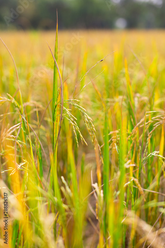 The rice plant begins to grow, young rice in the paddy field.Thailand