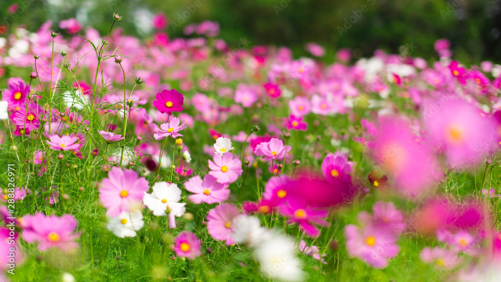 Beautiful pink cosmos flowers in a garden with blurred background under the sunlight, Thailand. horizontal shot. Beautiful pink cosmos flowers in a garden with blurred background under the sunlight, Thailand. horizontal shot.