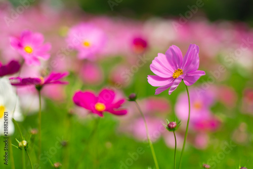 Beautiful pink cosmos flowers in a garden with blurred background under the sunlight, Thailand. horizontal shot. © messipjs