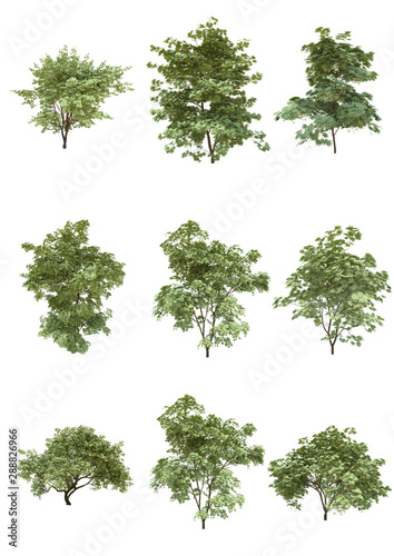 Japanese maple tree summer season on a white background with clipping path.Realistic 3D rendering....