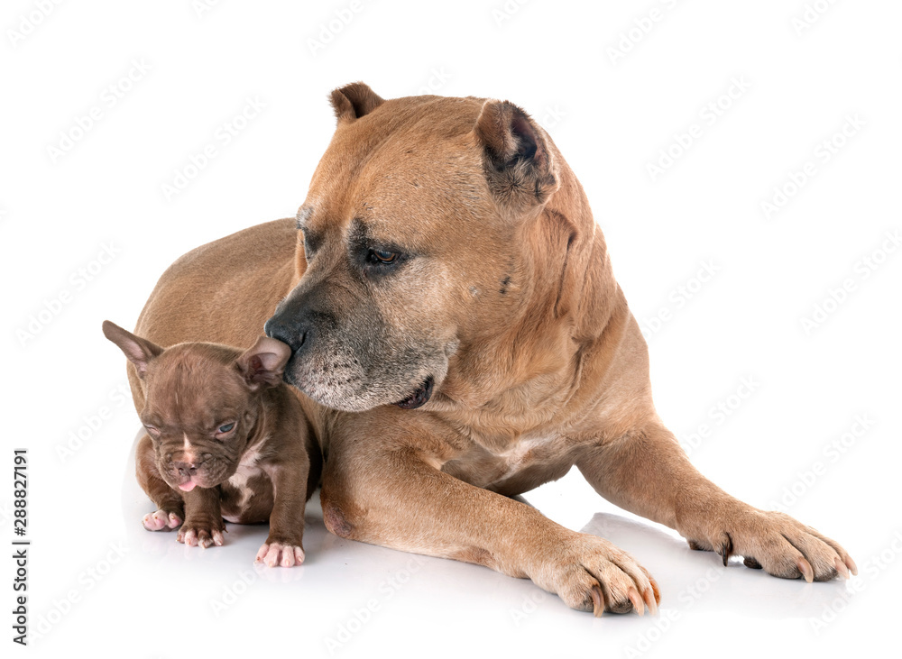 old american staffordshire terrier and puppy old american staffordshire terrier and puppy
