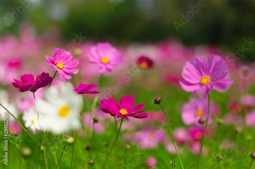 Beautiful pink cosmos flowers in a garden with blurred background under the sunlight, Thailand. horizontal shot.