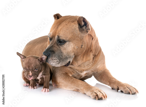 old american staffordshire terrier and puppy