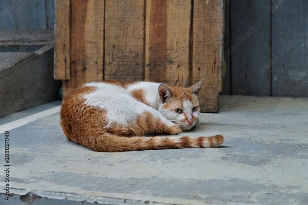 Fototapeta premium happy cat katze auf madagaskar