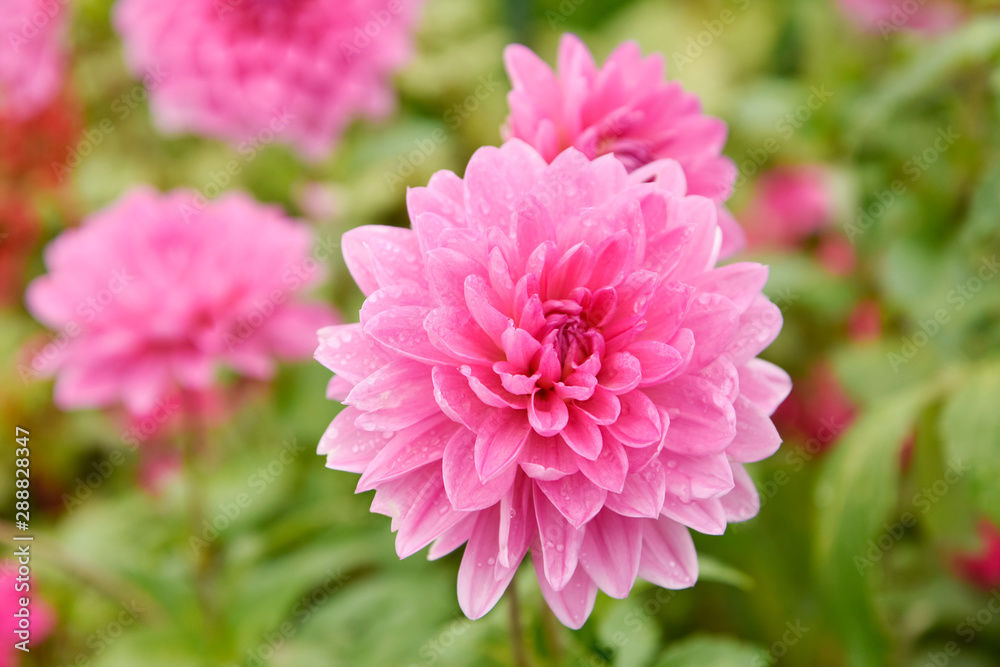 Pink Dahlia flowers with rain drops. Pink Dahlia flowers with rain drops.
