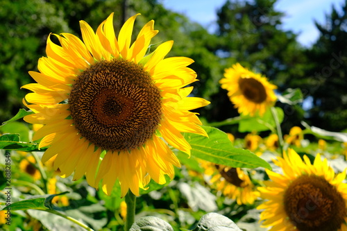 青空 ひまわり畑 sunflower ヒマワリ 向日葵 夏 お花 綺麗 