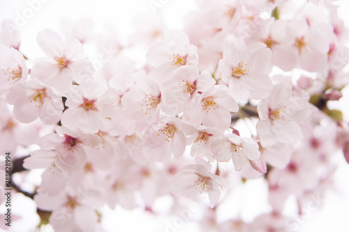 Cherry Blossom 桜 © mdesign