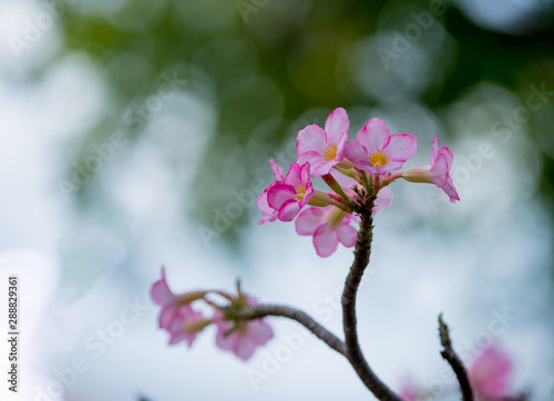 Pink azalea With the concept of background blur photo