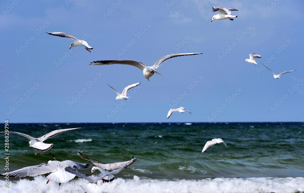 Lecące stado mew nad morzem