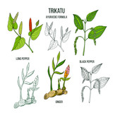 Ayurvedic herbal remedy formula Trikatu