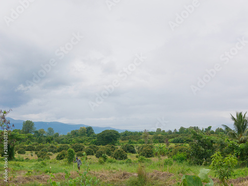 Young longan trees planted at the orchard at a large field in the North of Thailand  and an old farmer inspecting his work