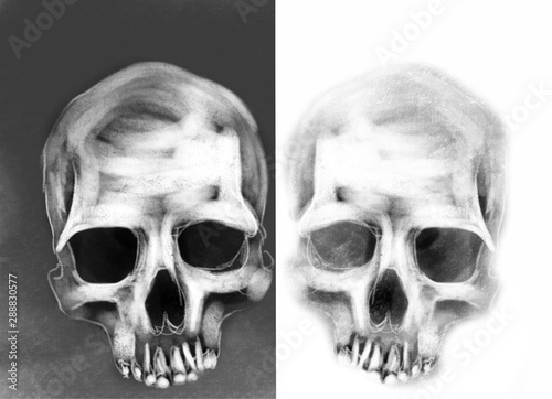 Deux crânes humains