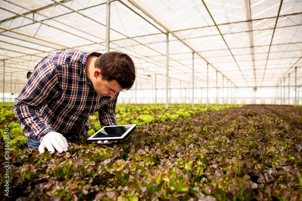 Male agronomist analyzes salad plants and looks at the tablet Male agronomist analyzes salad plants and looks at the tablet