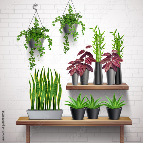 House Plants Realistic Interior 