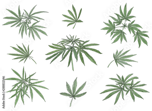 Watercolor set of green branch of big hemp and leaves