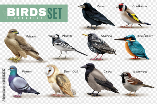 Realistic Birds Transparent Set
